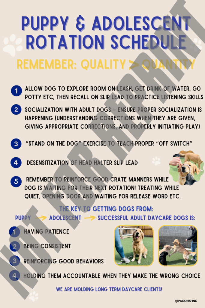 Poster: Puppy and Adolescent Rotation Schedule – PackPro Training
