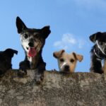 Four playful dogs peek over a wall against a clear blue sky in Mexico.