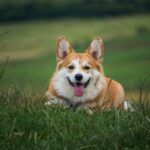 dog, pet, corgi, canine, animal, lying, fur, snout, mammal, dog portrait, animal world, welsch corgi, domestic dog, outdoors, nature, meadow, dog, dog, dog, dog, dog, corgi