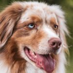 dog, nature, pet, animal, domestic animal, animal photography