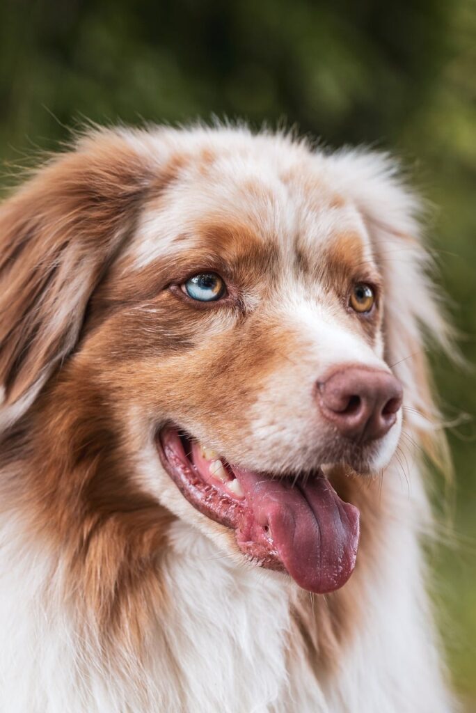 dog, nature, pet, animal, domestic animal, animal photography